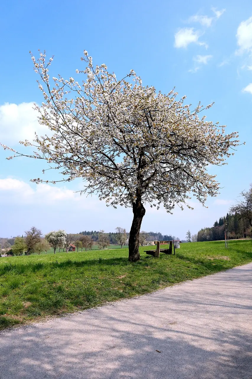 How to apply for Gold Royal Trust Credit Card?