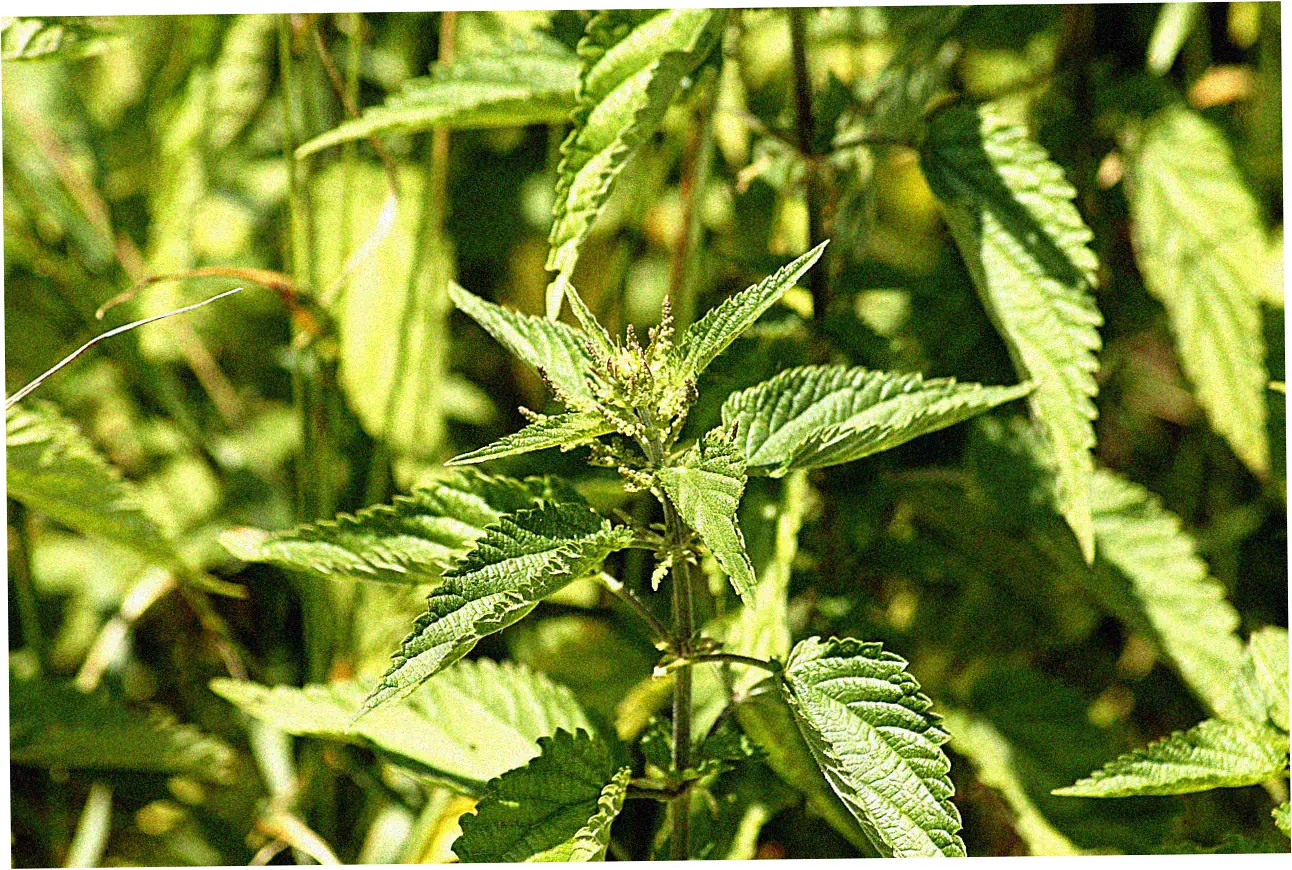 Balance Transfer Credit Score Impact