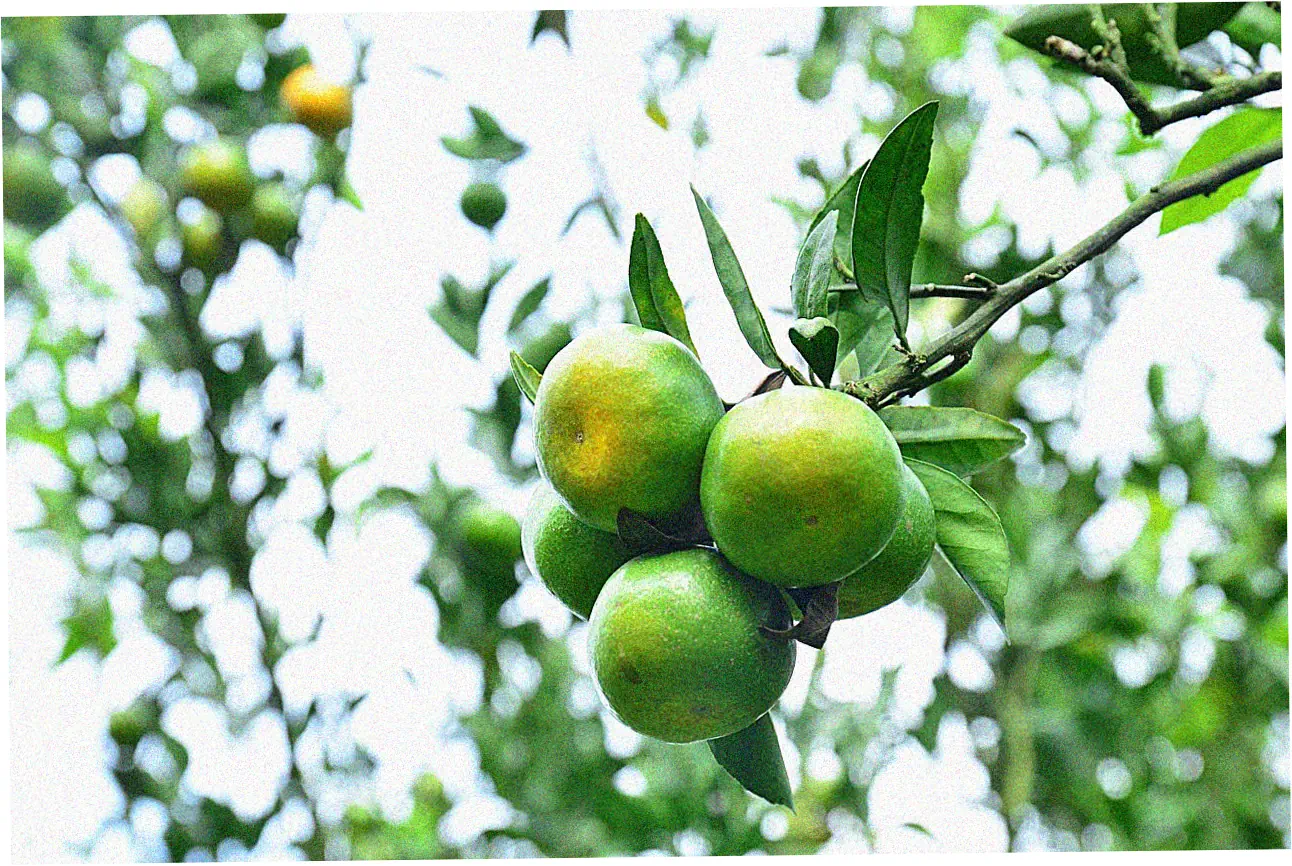 Amazon Prime Visa minimum credit limit