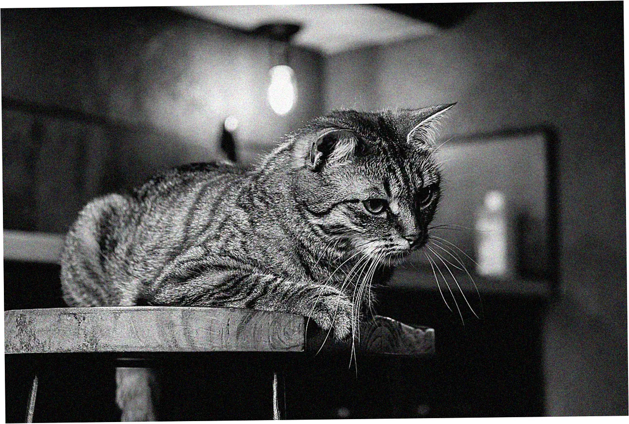 Looking for the top balance transfer card deals