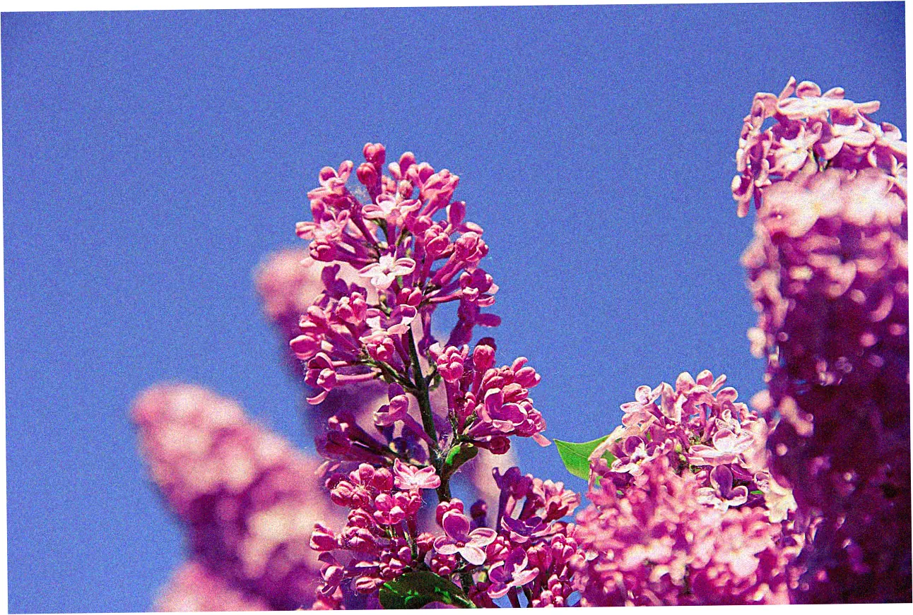 Let's compare different credit options for your car