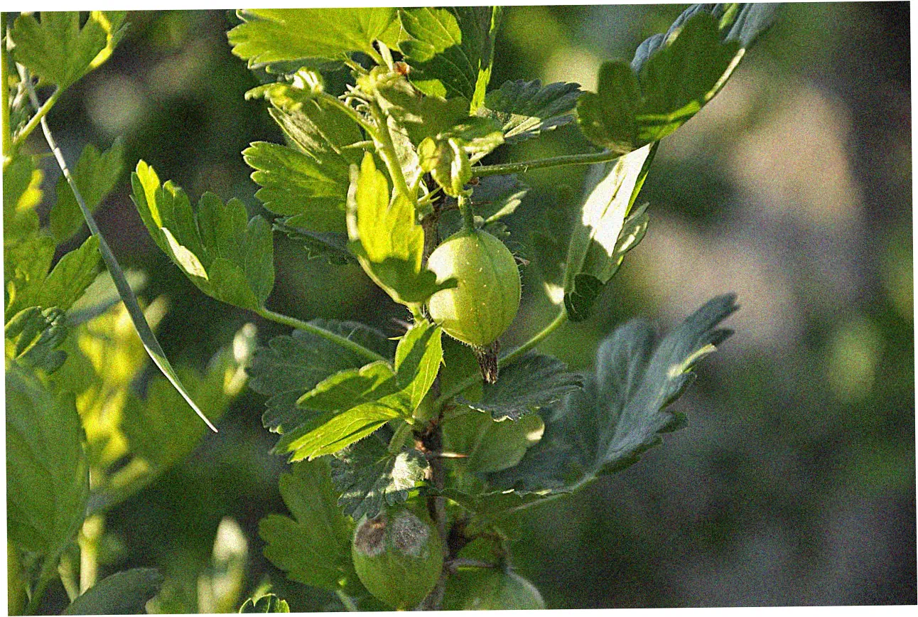 Application Process Step-by-Step