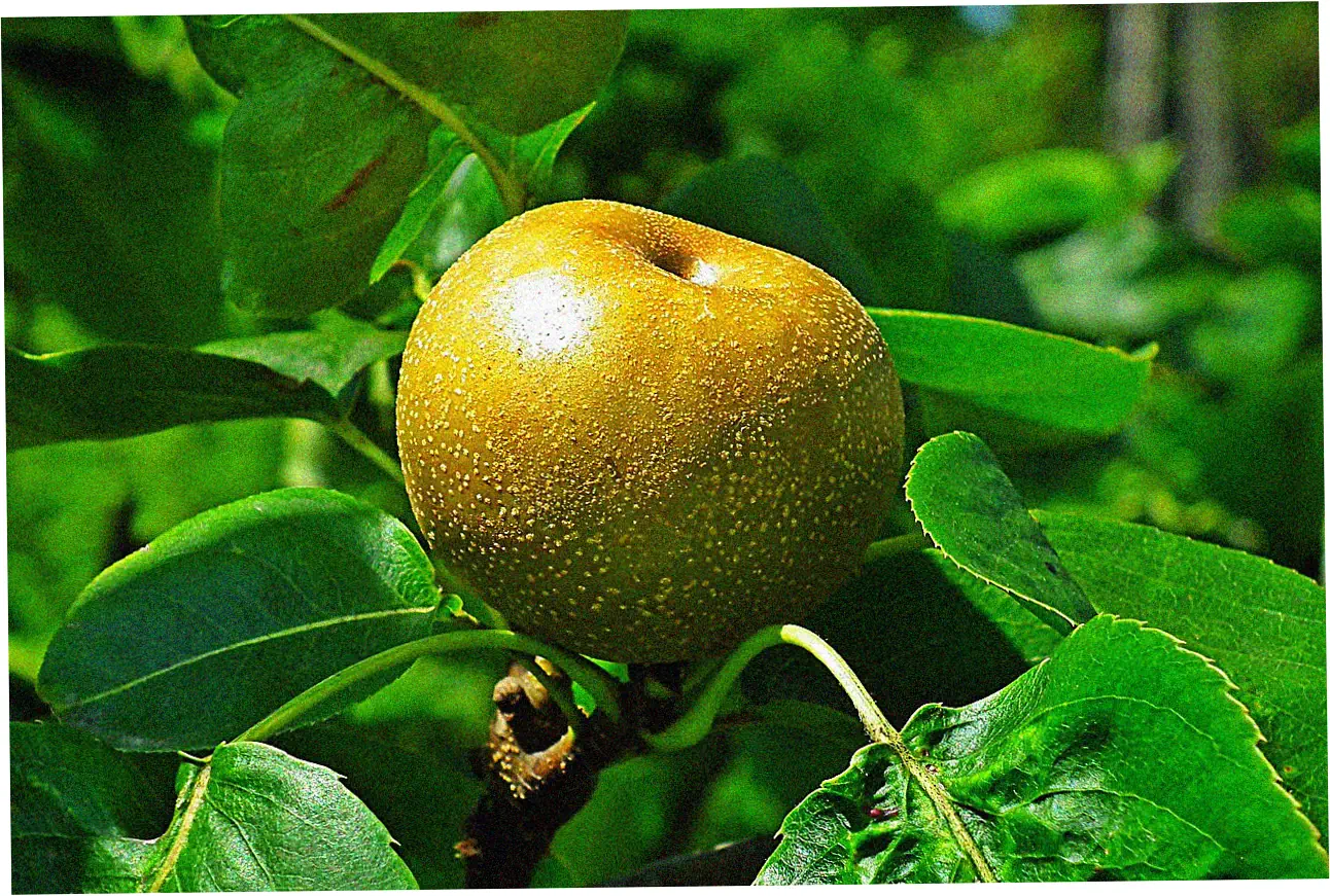 Application Process Step-by-Step