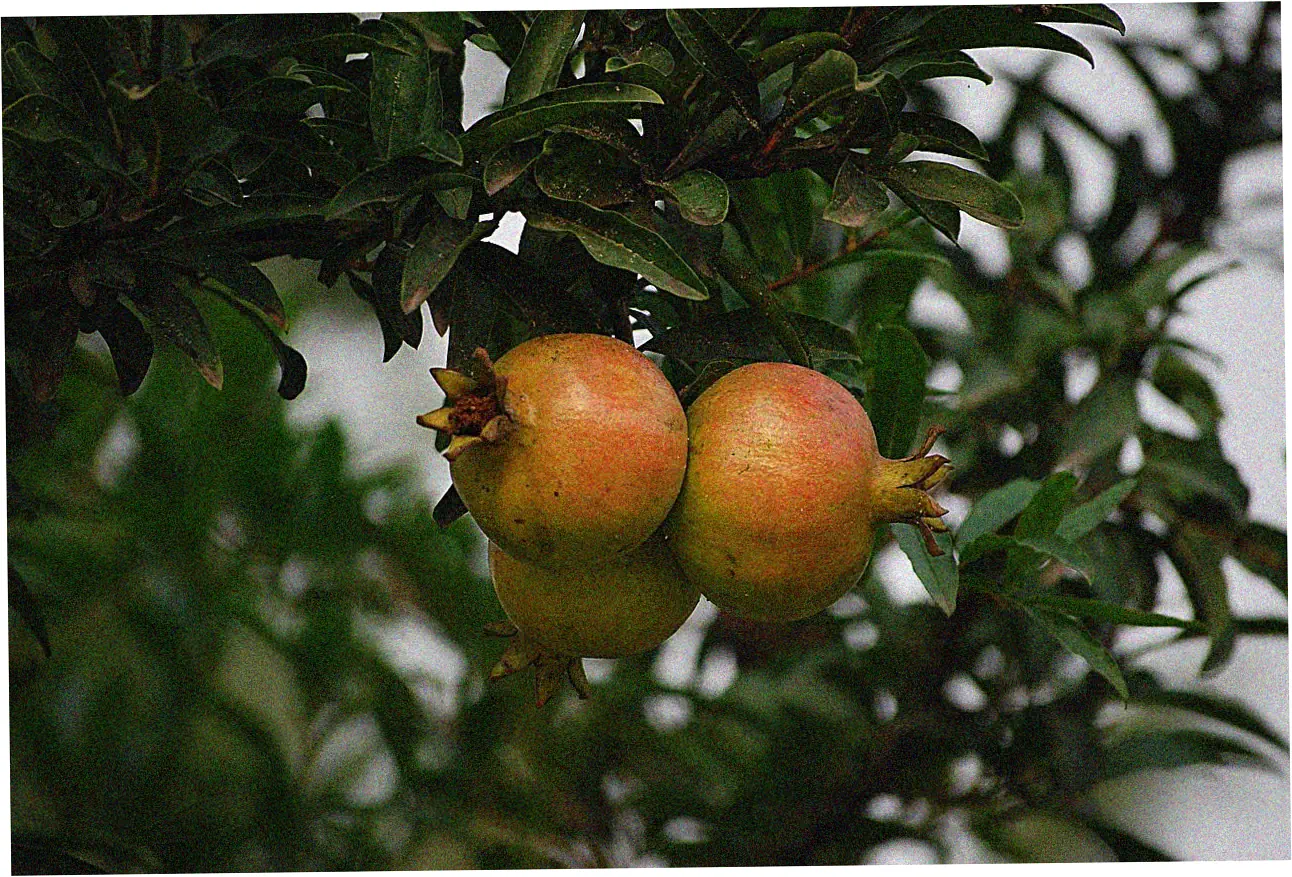 Get the most out of your Pep Boys financing