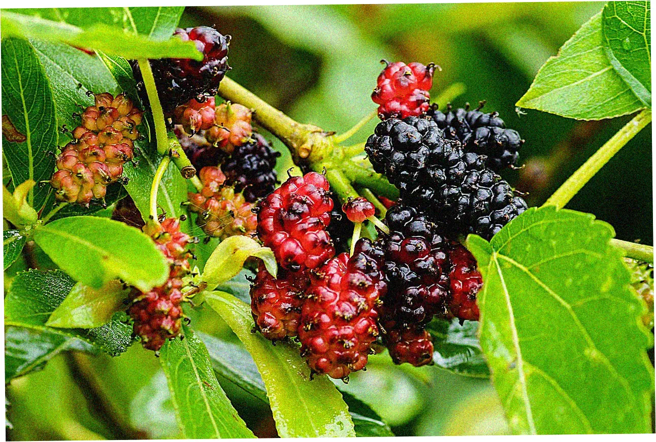 Executing a Successful Balance Transfer: A Step-by-Step Guide