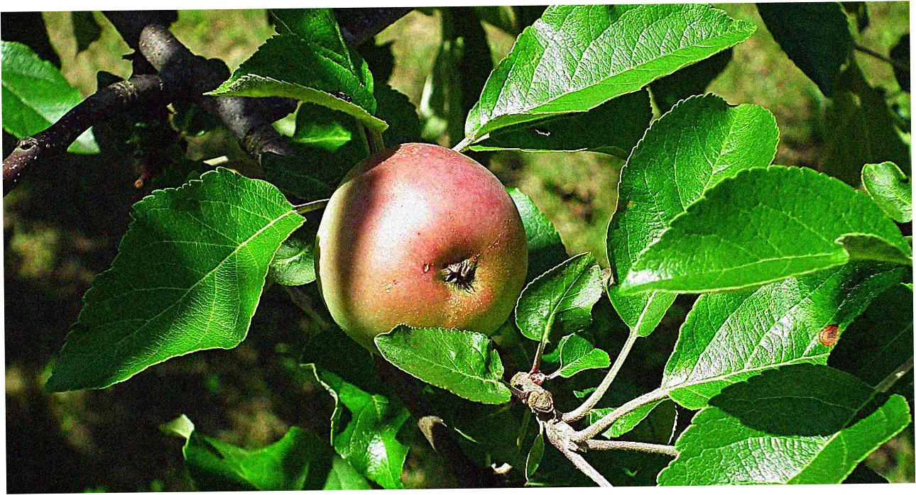 Rewards Redemption Options and Value Maximization