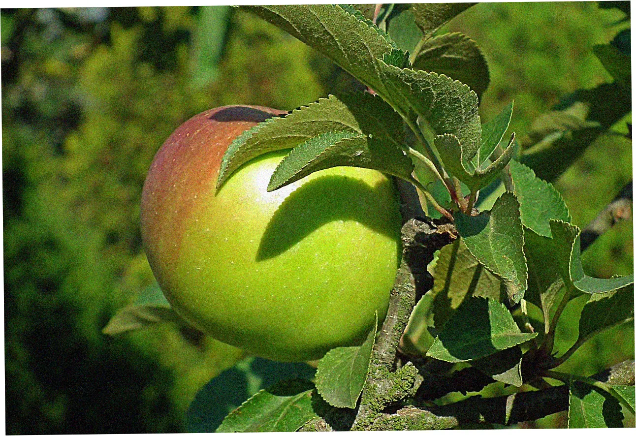 Preparing Your Conn Credit Card Application