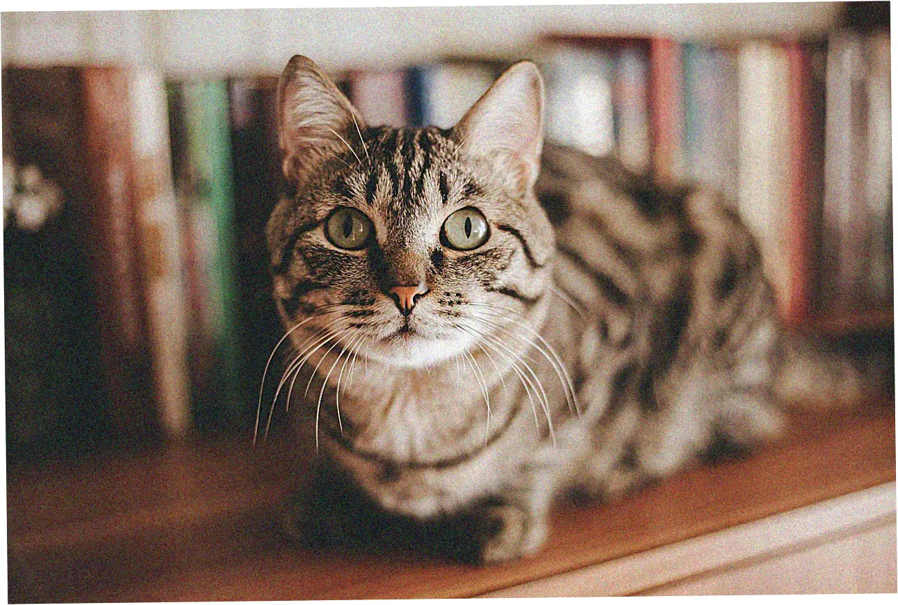 Building Credit With Secured Cards