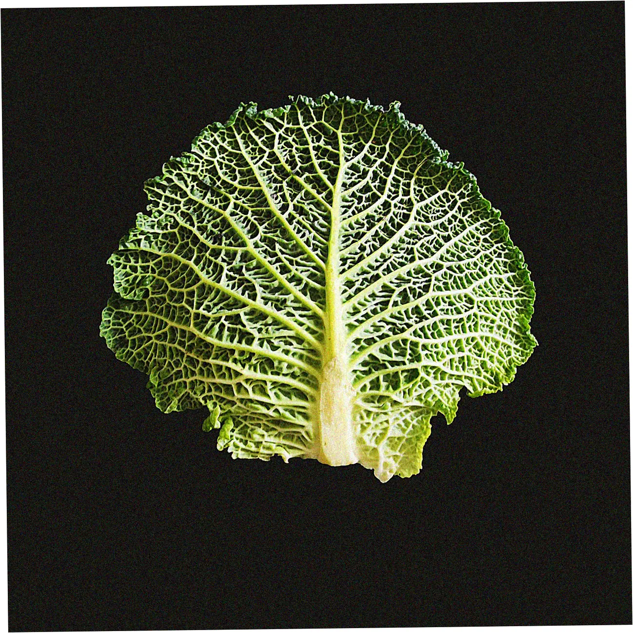 Step-by-Step Login Procedure