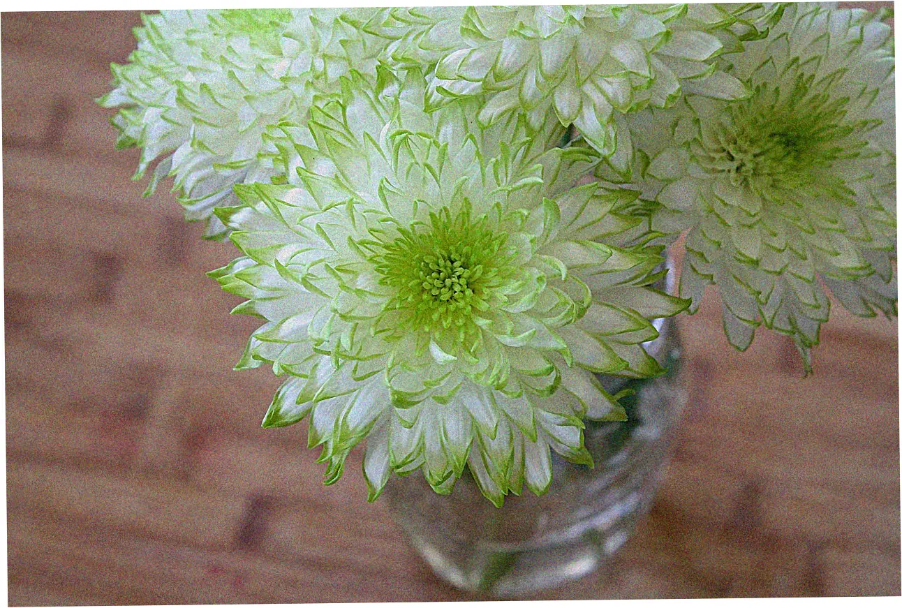 how to apply for Conn credit card online