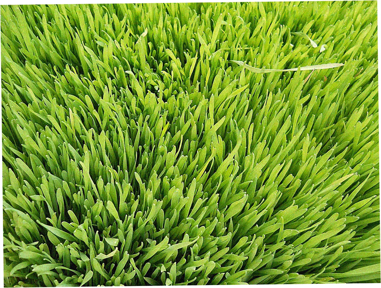 Defining Secured Credit Cards: The Basics