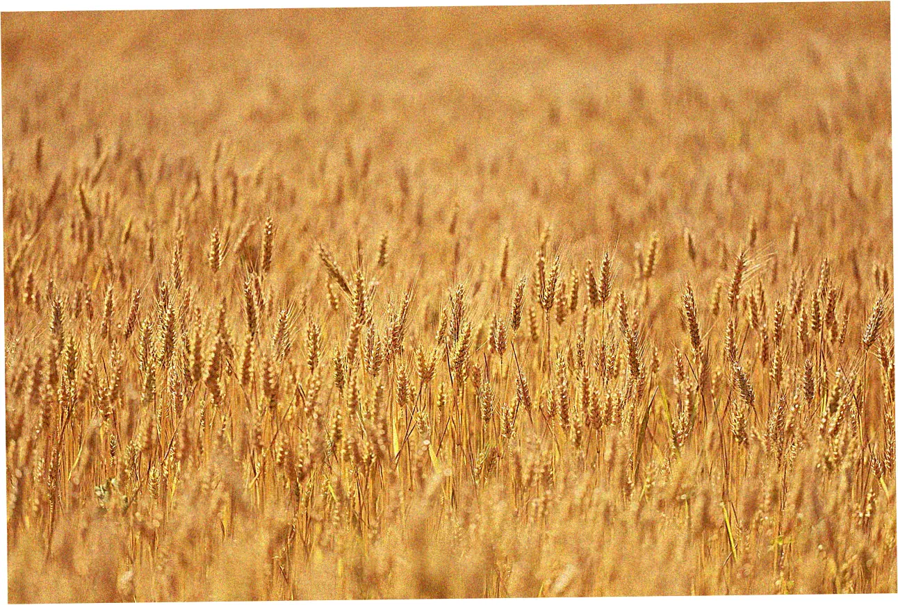 does costco take credit cards