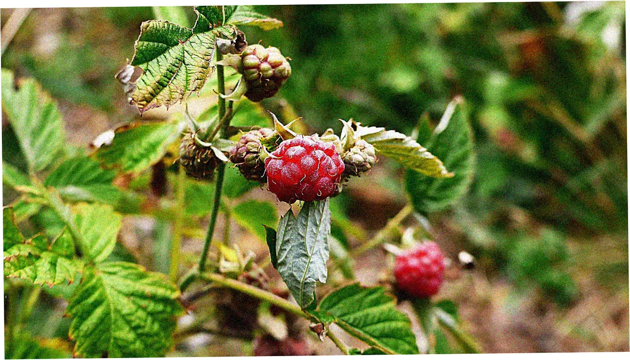 Building Credit With Secured Cards